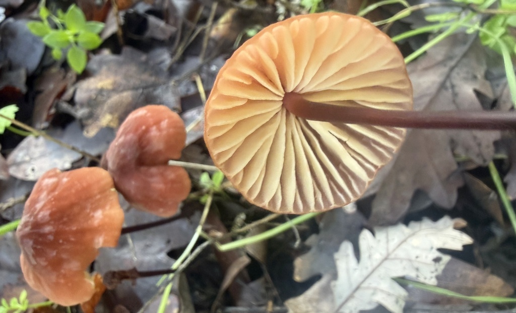 Marasmius plicatulus · January 2026 · photo: © hllrnnr (iNaturalist, cc0)