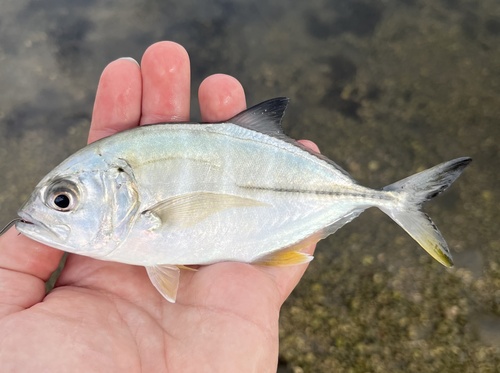 Caranx sexfasciatus, 2026-01-11