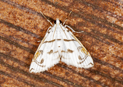 Neurophyseta