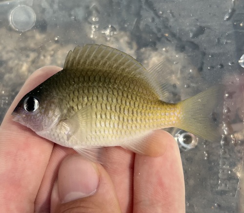 Brighteye damsel (Plectroglyphidodon imparipennis) — Pomacentridae