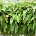 Resurrection Fern