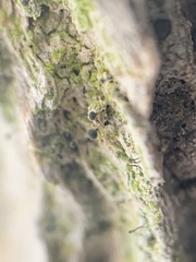 Chaenothecopsis savonica