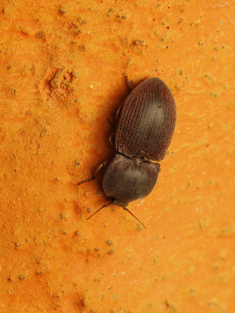 Agrypnus latissimus