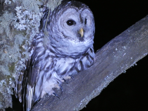 Cinereous Owl (Strix sartorii), photo 3