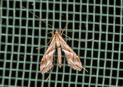 Lineodini