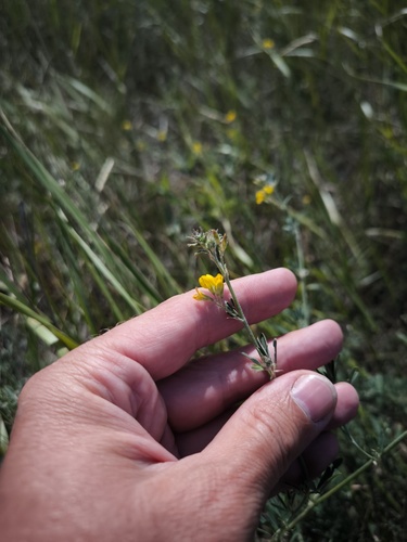 sickle alfalfa