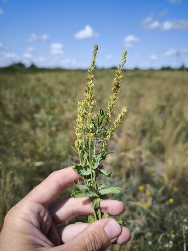 Prostrate Speedwell