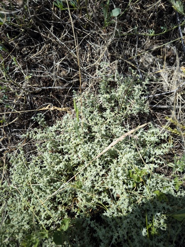 Gray Rupturewort