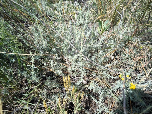 Forage Kochia