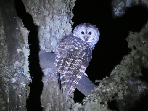 Cinereous Owl (Strix sartorii), photo 2