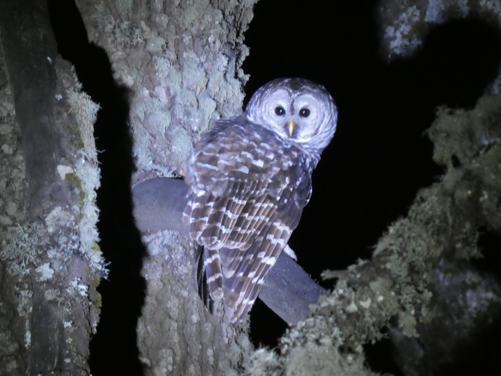 Cinereous Owl (Strix sartorii), photo 2