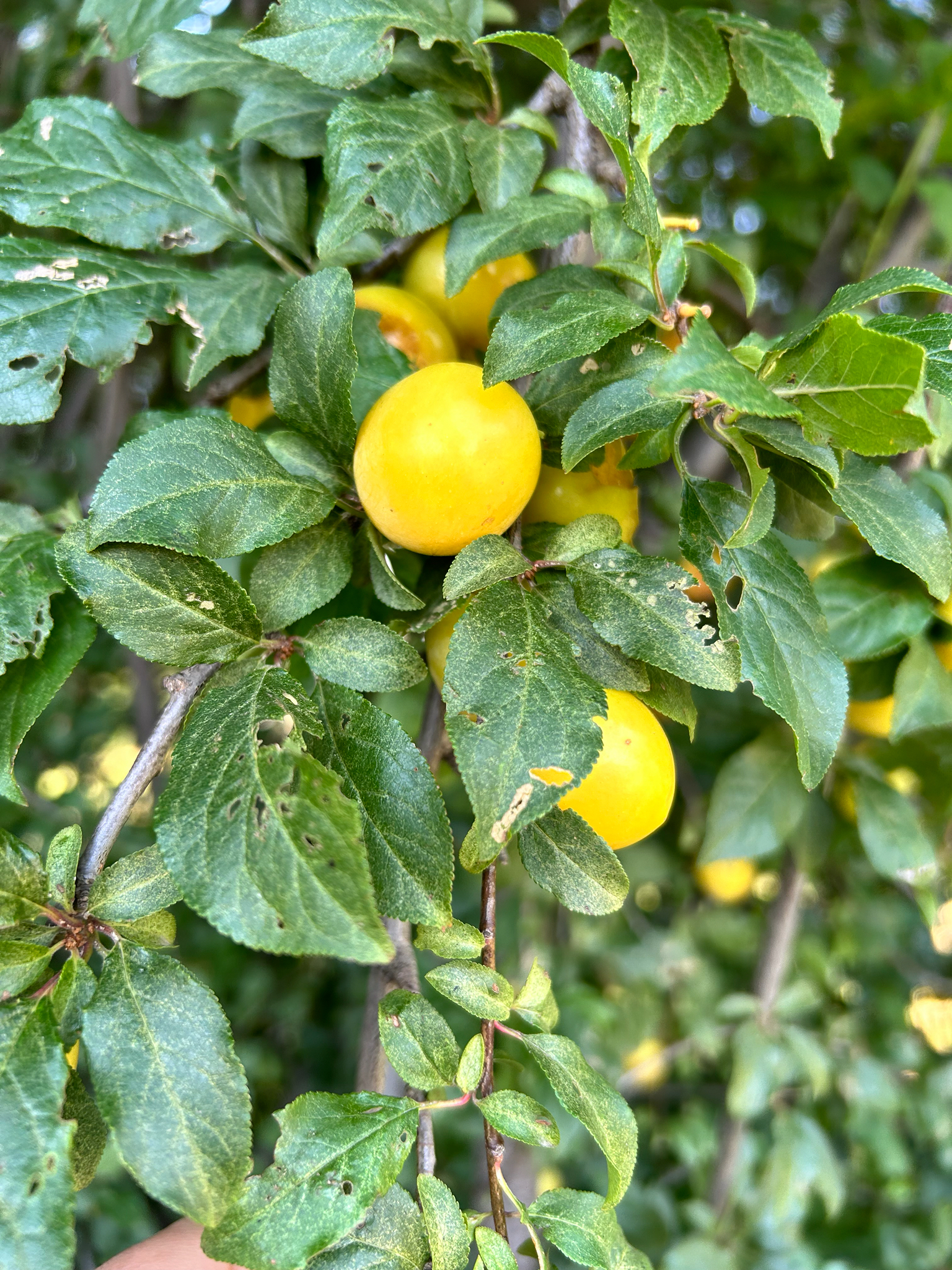 Imagem de Cerejeira-roxa