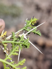 Ambrosia bryantii, photograph author not stated, no rights reserved