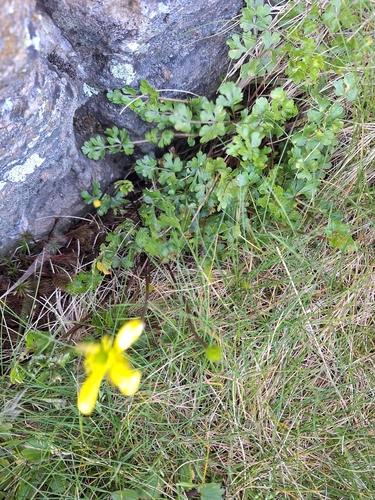 Ranunculus enysii, photograph 6