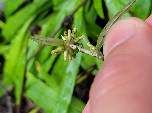 Euchiton japonicus observed 2026-01-05