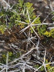 Ambrosia bryantii, photograph author not stated, no rights reserved