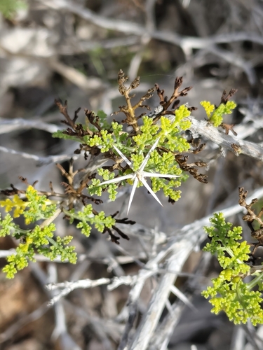 Ambrosia bryantii, photograph 3