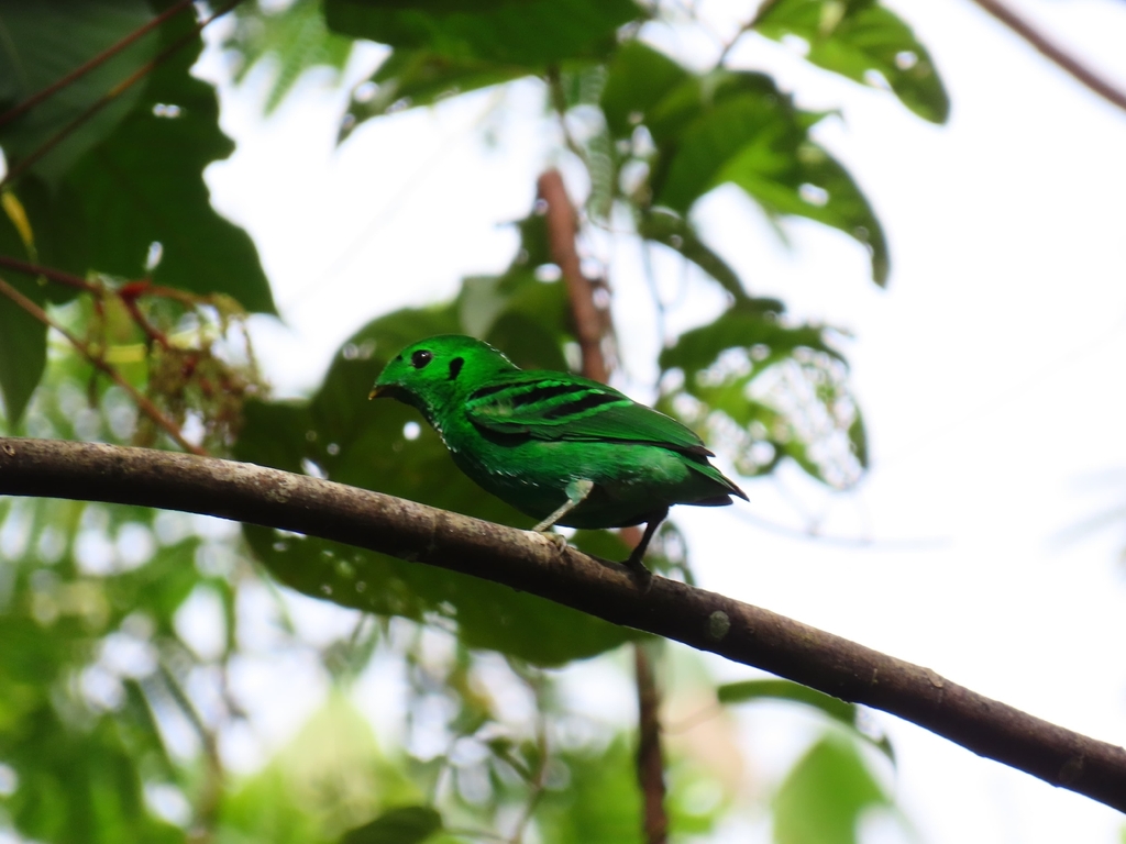 Asian Green Broadbill (Calyptomena viridis)