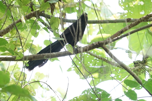 Centropus menbeki observed 2025-11-20