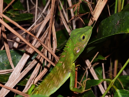 Bronchocela cristatella