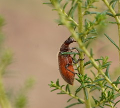 Metriolagria affinis