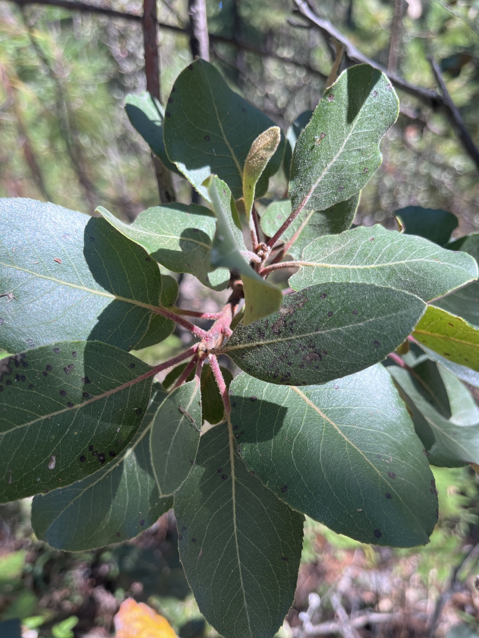 Arbutus bicolor