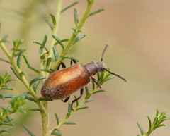 Metriolagria affinis