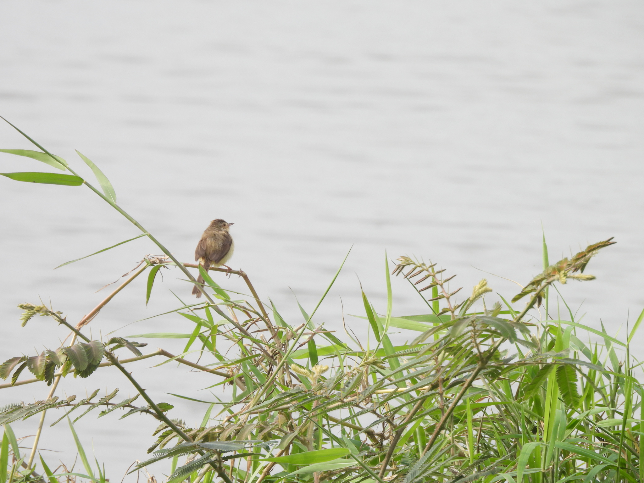 Plain Prinia (Prinia inornata), photo 2