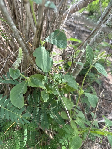 Achyranthes aspera observed 2026-01-11