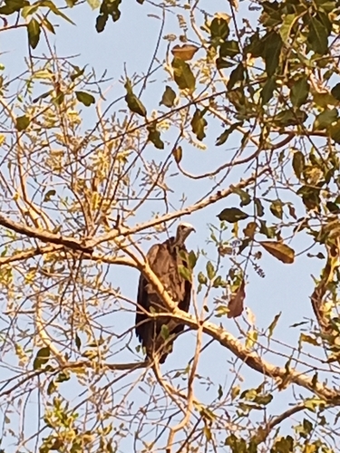 Hooded Vulture