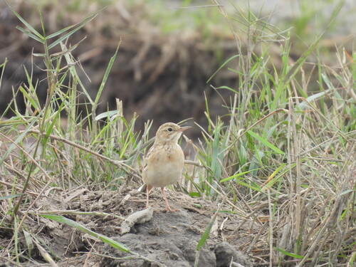 Paddyfield Pipit (Anthus rufulus)