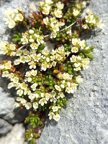 Poranthera alpina, 2026-01-07