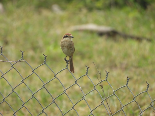 Brown Shrike (Lanius cristatus), photo 3