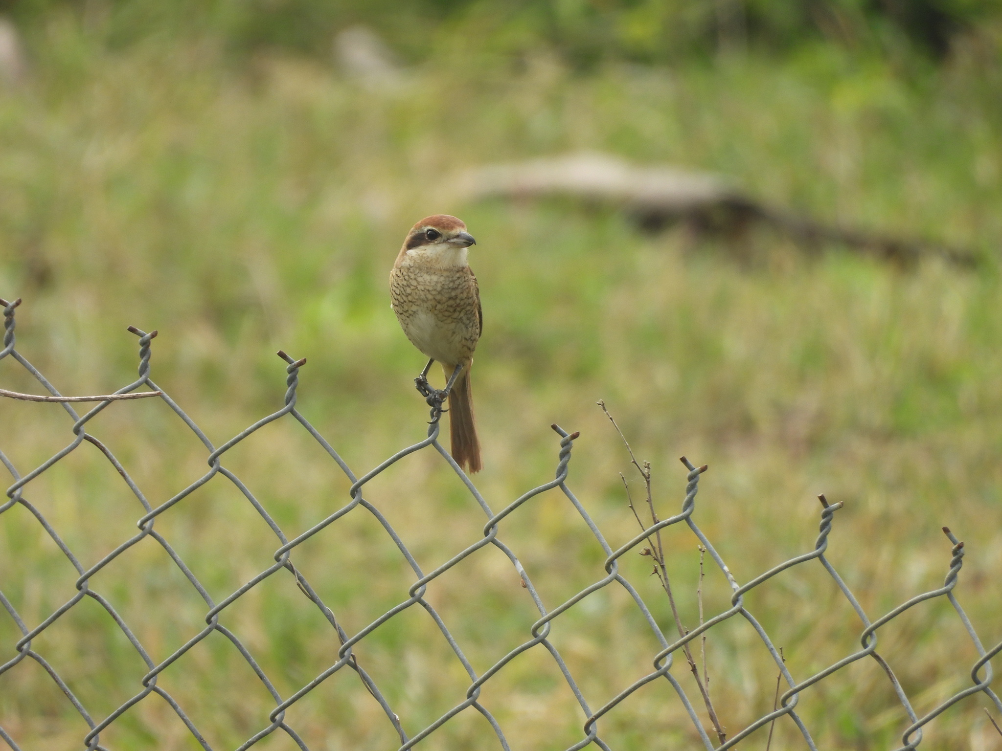 Brown Shrike (Lanius cristatus), photo 3