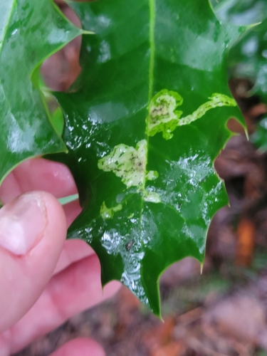 Unknown species found near Woodinville, WA 98072, USA