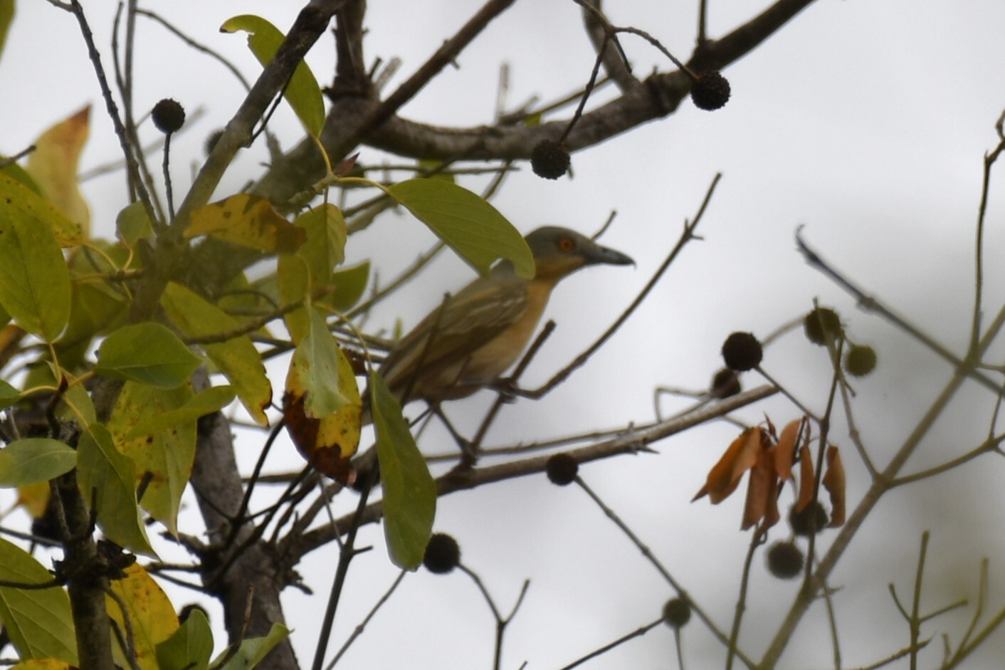 Northern Puffback (Dryoscopus gambensis), photo 7