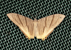 Uraniidae