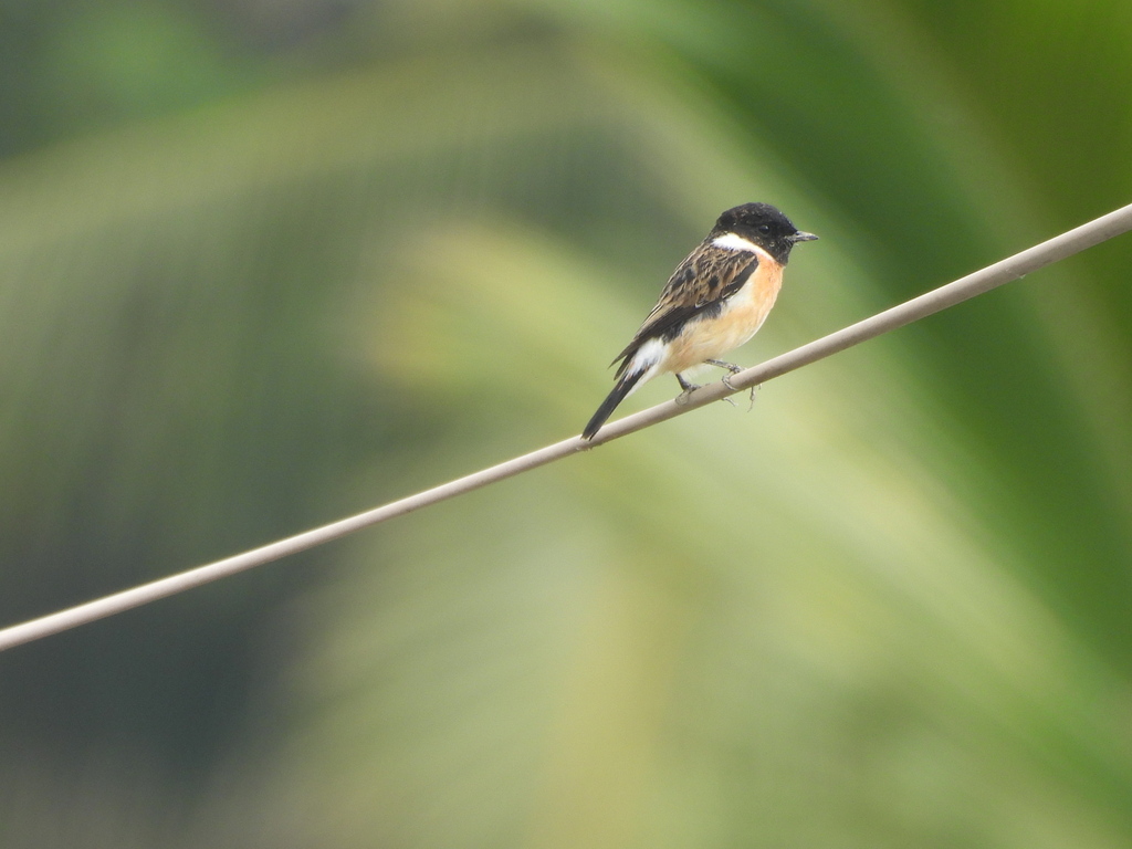 Stejneger's Stonechat