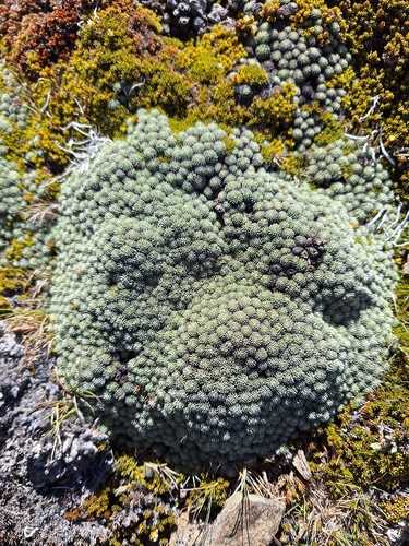 Celmisia argentea, photograph 5