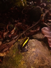 Phyllobates aurotaenia