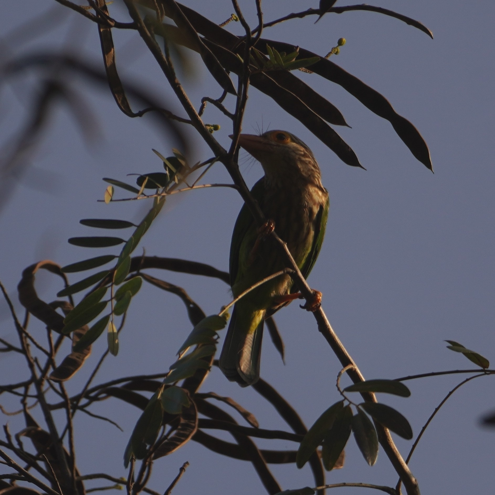Lineated Barbet (Psilopogon lineatus), photo 3