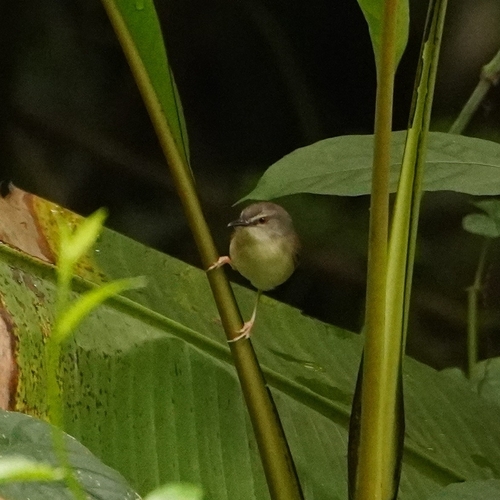 Rufescent Prinia (Prinia rufescens), photo 2