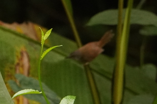 Rufescent Prinia (Prinia rufescens), photo 6