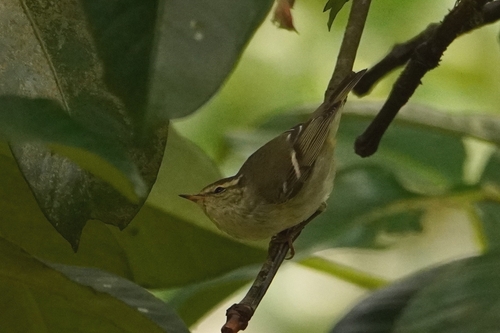 Yellow-browed Warbler (Phylloscopus inornatus), photo 4
