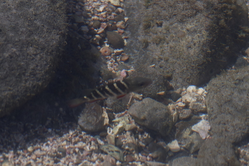 Dog snapper (Lutjanus novemfasciatus) — Lutjanidae — 5
