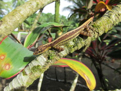 Anolis anchicayae