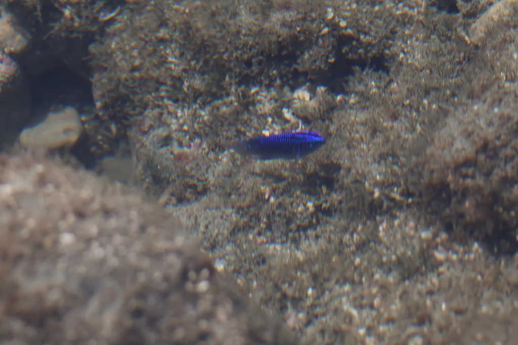 Acapulco damselfish (Stegastes acapulcoensis) — Pomacentridae