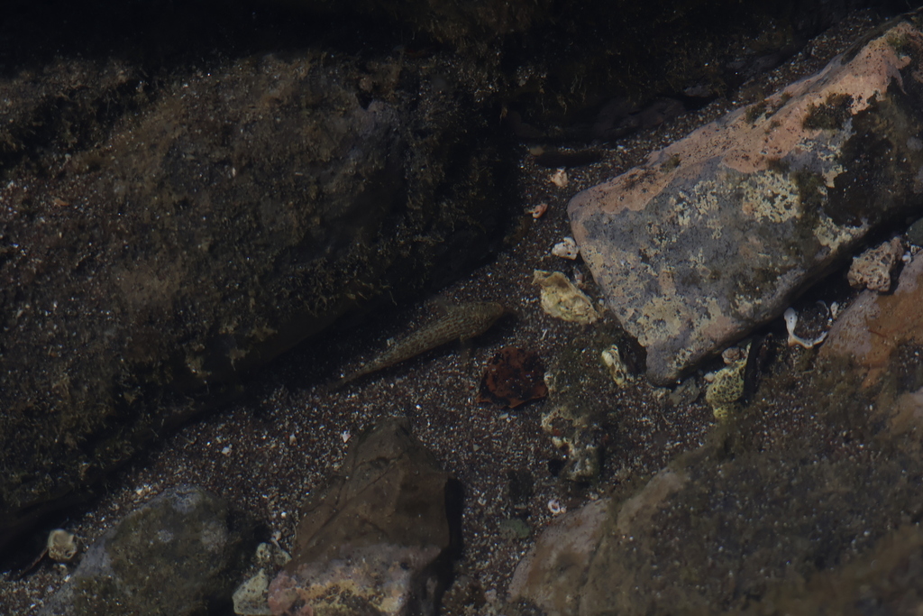 Panamic frillfin (Bathygobius ramosus) — Gobiidae