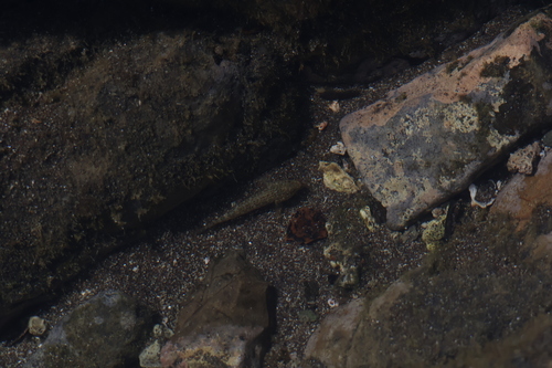 Panamic frillfin (Bathygobius ramosus) — Gobiidae