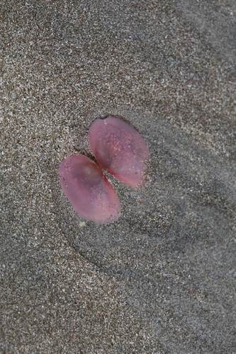Sanguinolaria tellinoides, 2026-01-08